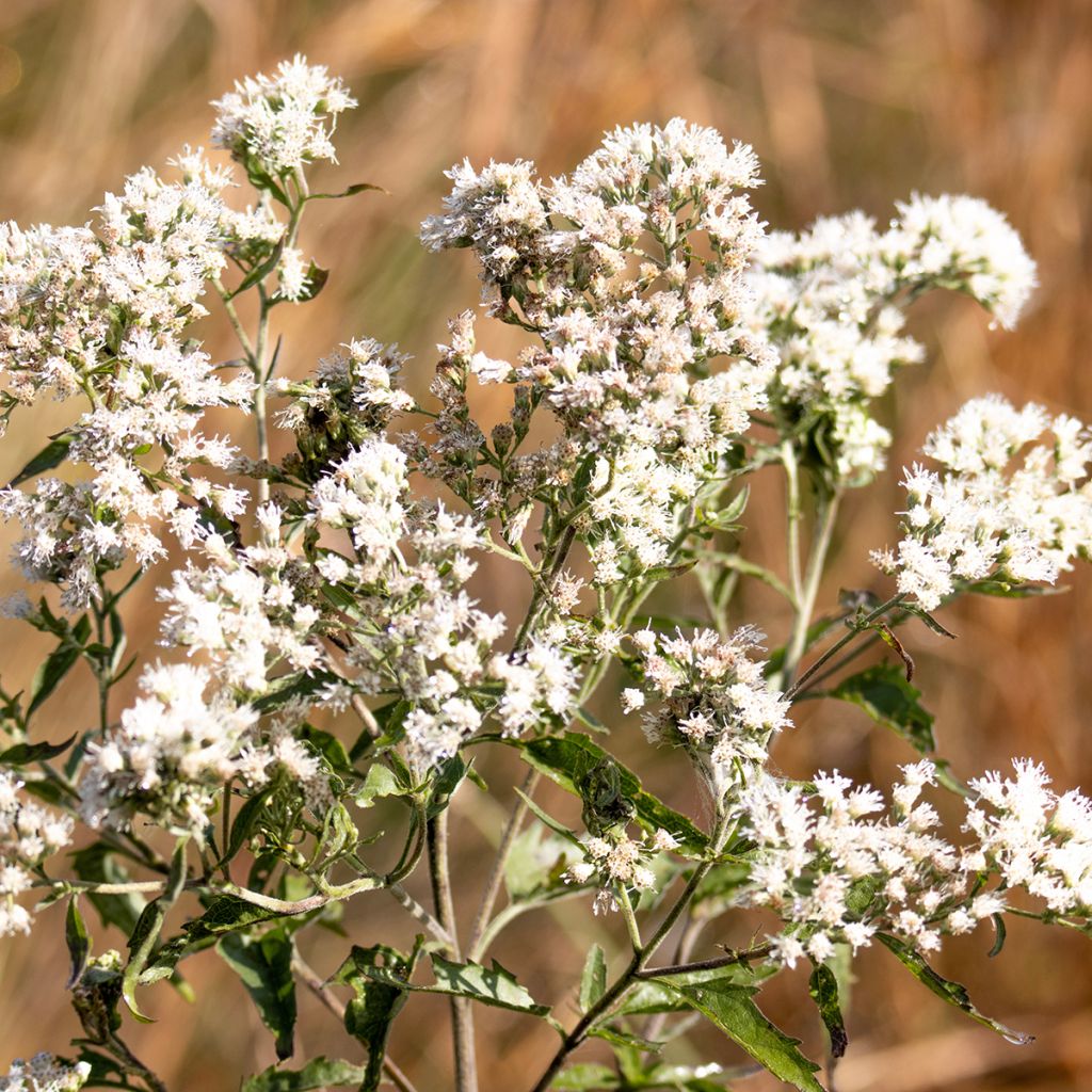 Eupatorium perfoliatum - Doorgroeid leverkruid