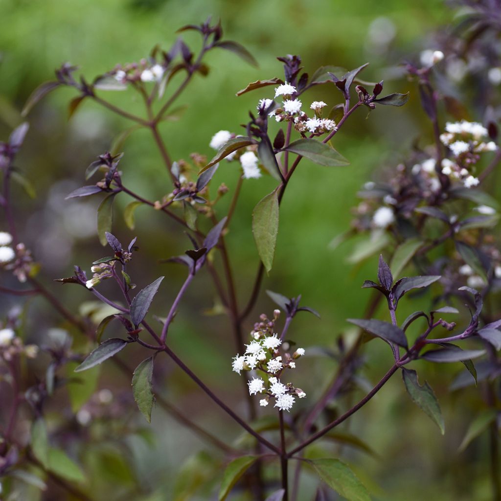 Eupatorium rugosum Chocolate - Koninginnekruid