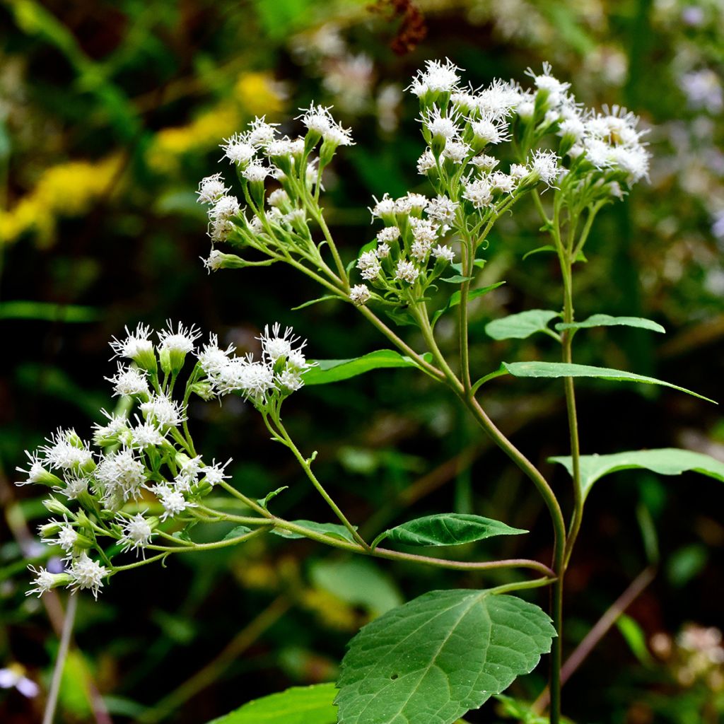 Eupatorium rugosum - Koninginnekruid