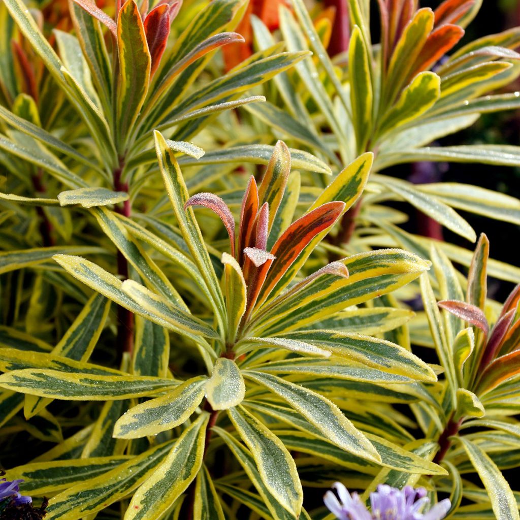 Euphorbia Ascot Rainbow - Wolfsmelk