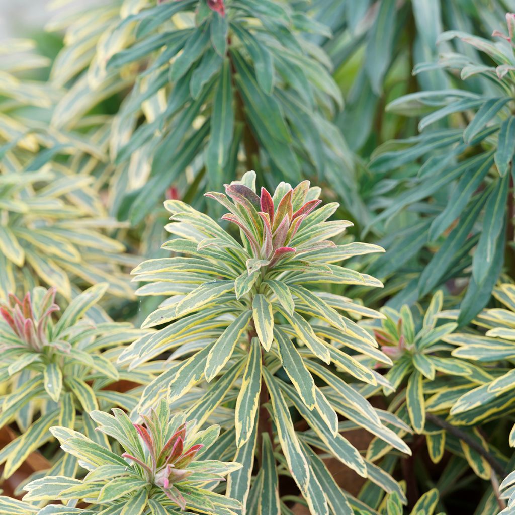 Euphorbia Ascot Rainbow - Wolfsmelk