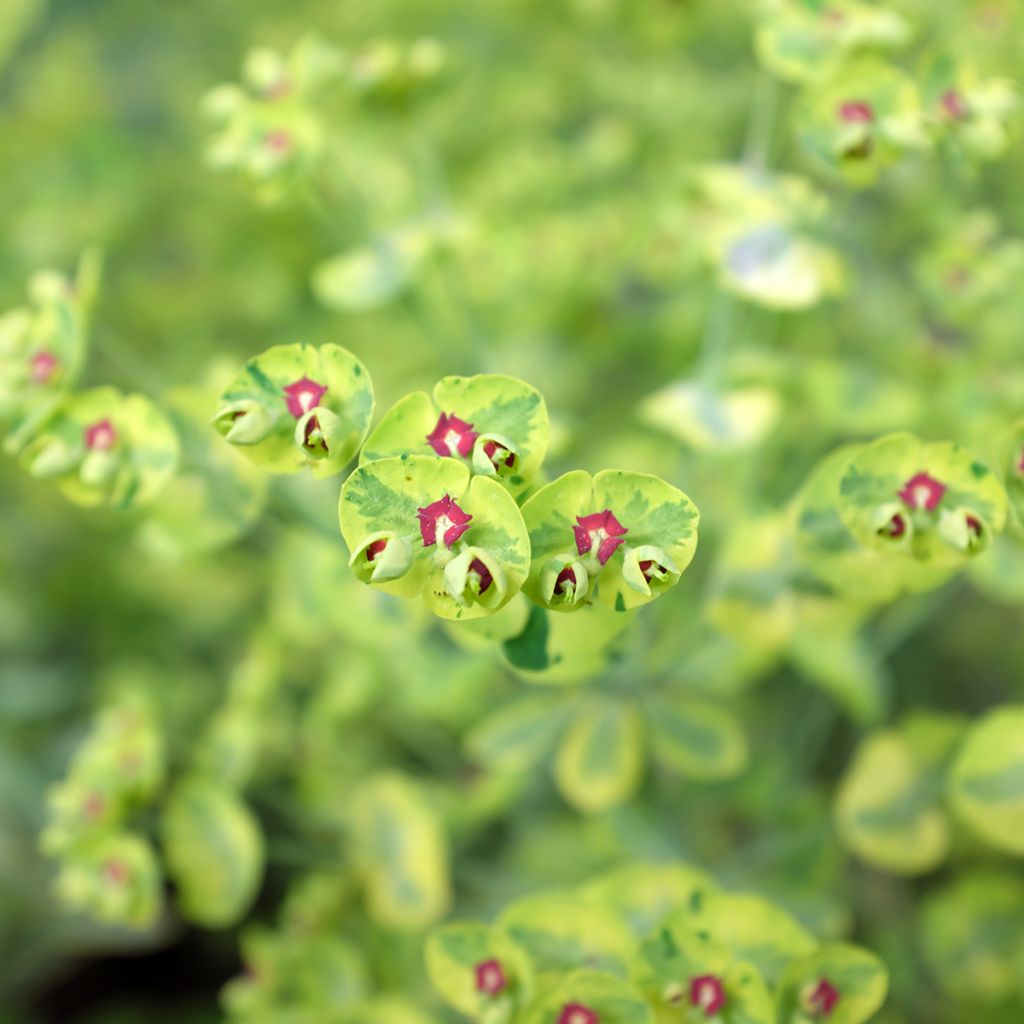 Euphorbia Ascot Rainbow - Wolfsmelk