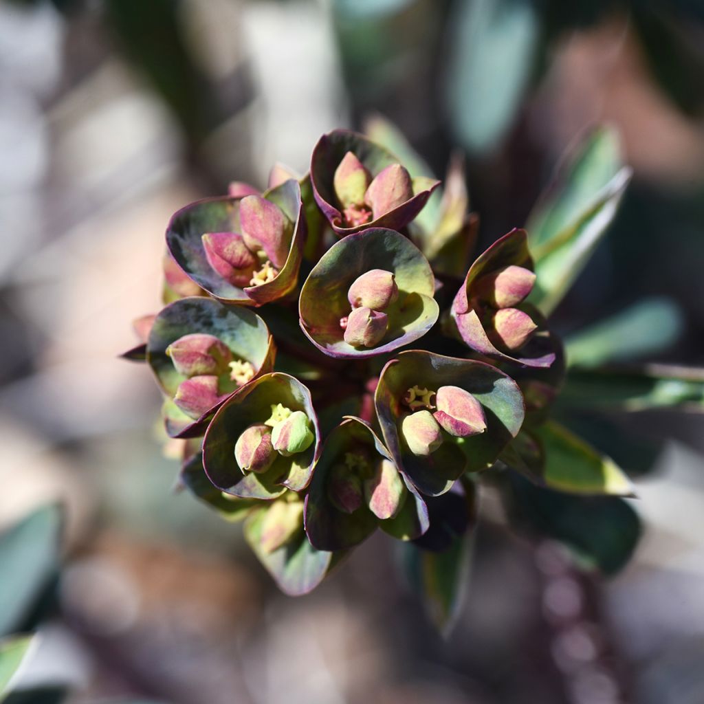 Euphorbia Black Bird - Wolfsmelk