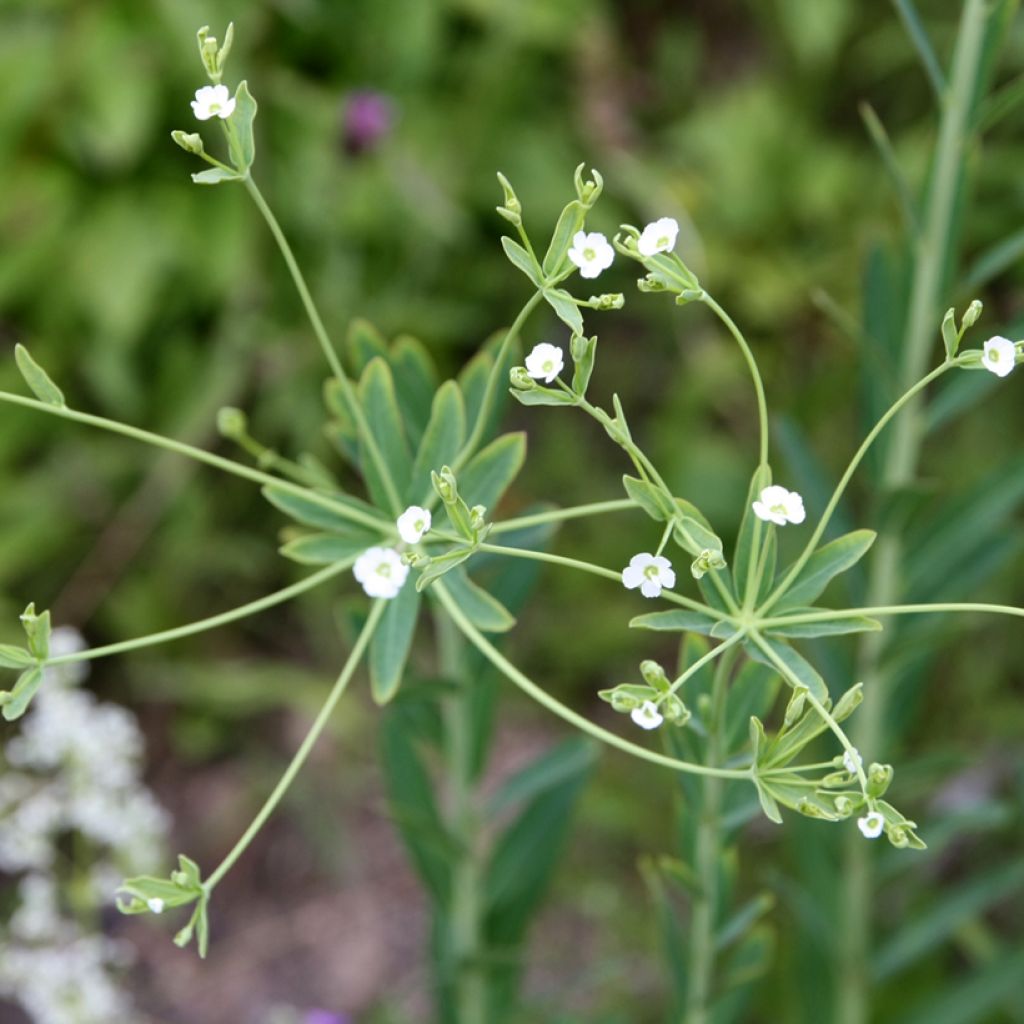 Euphorbia corollata - Wolfsmelk