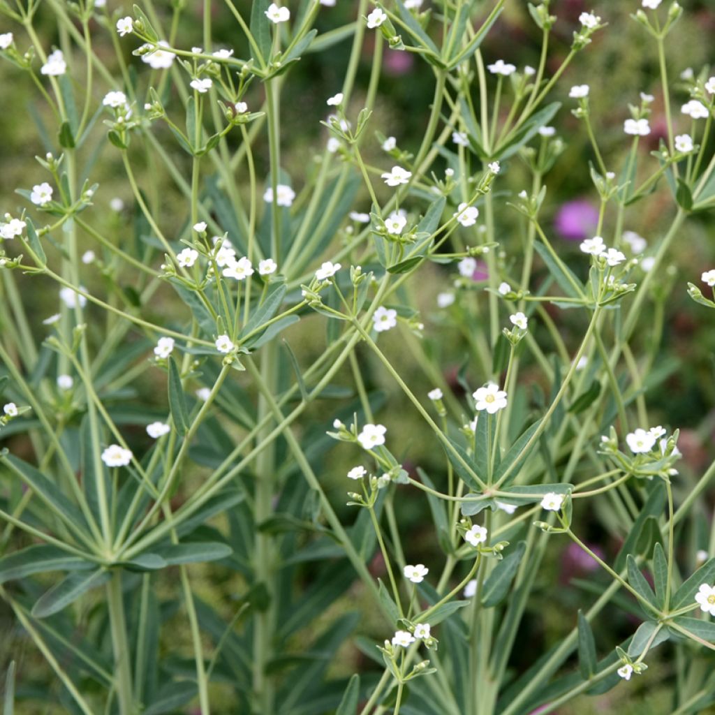Euphorbia corollata - Wolfsmelk