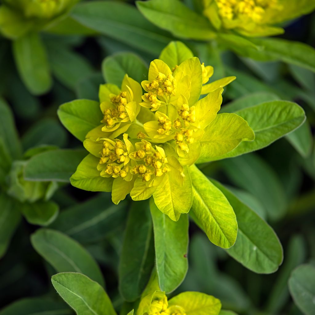 Euphorbia polychroma Major - Kleurige wolfsmelk