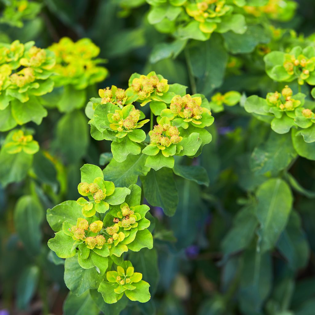 Euphorbia polychroma Major - Kleurige wolfsmelk