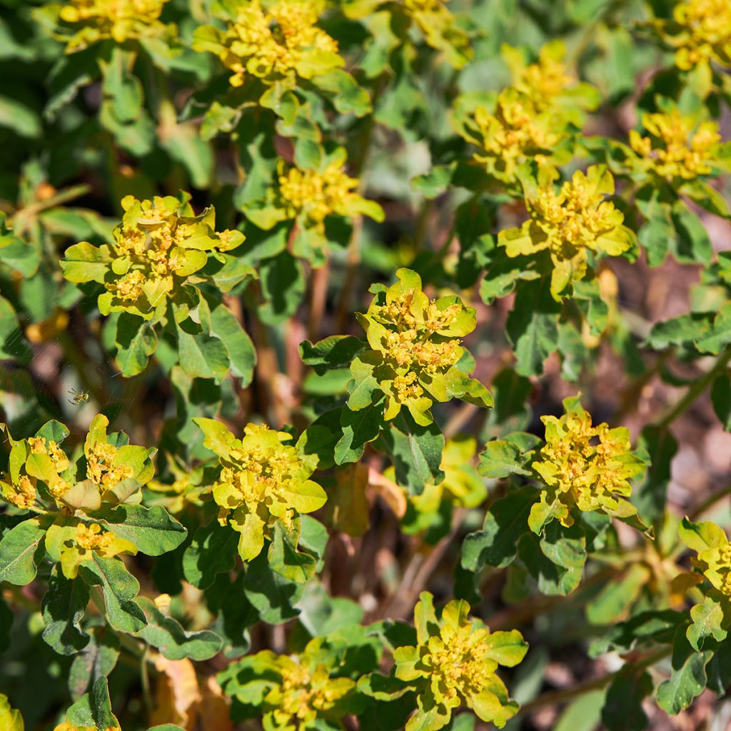 Euphorbia polychroma Major - Kleurige wolfsmelk