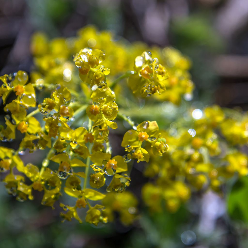 Euphorbia cyparissias - Cipreswolfsmelk