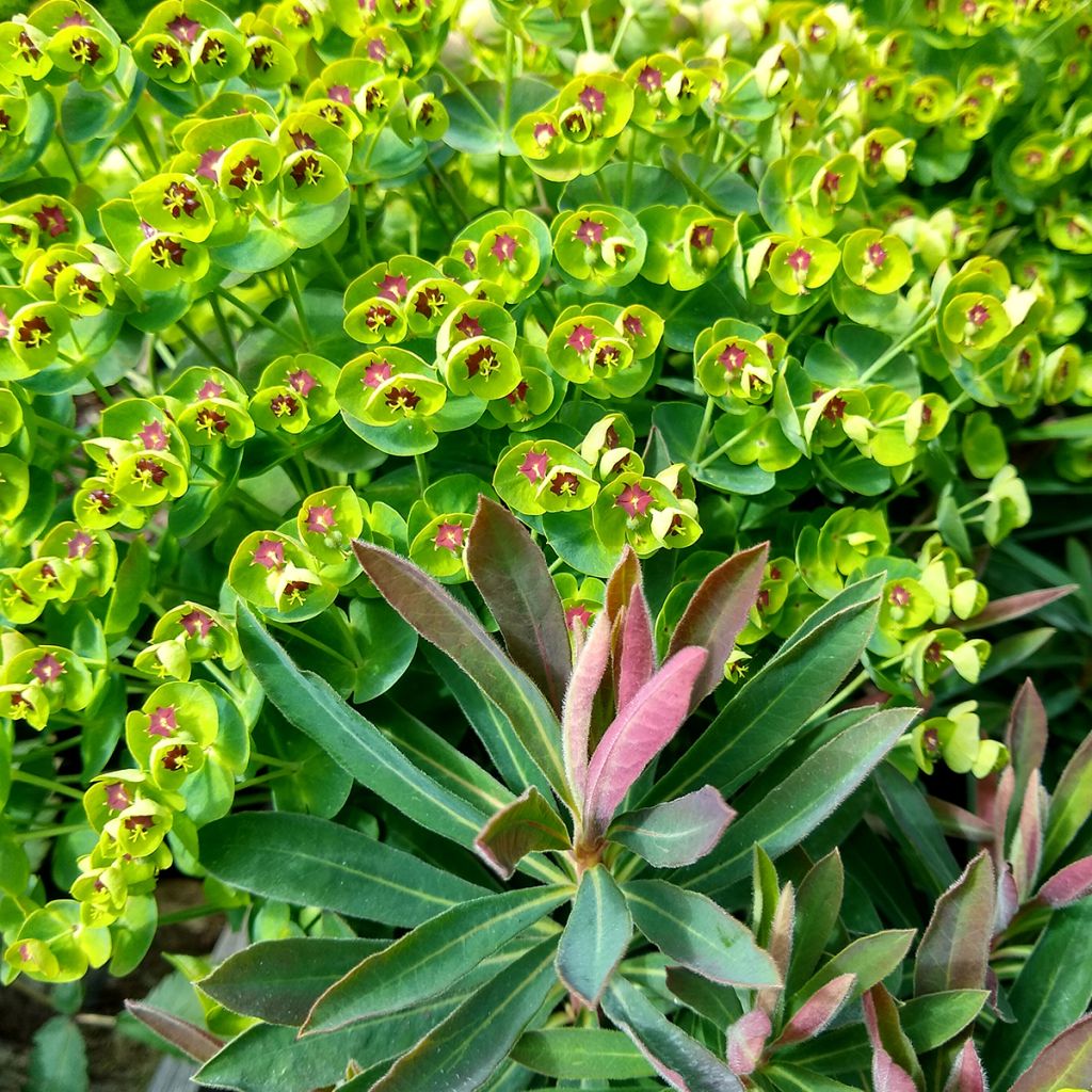 Euphorbia Redwing - Wolfsmelk