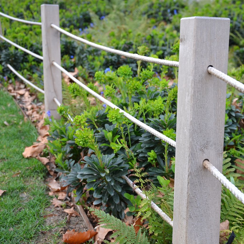 Euphorbia amygdaloïdes var. robbiae - Amandelwolfsmelk