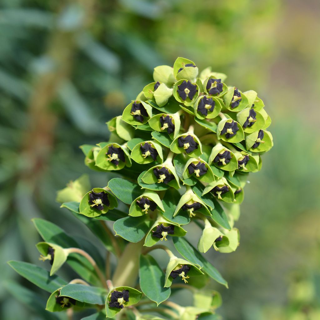 Euphorbia characias Black Pearl - Wolfsmelk