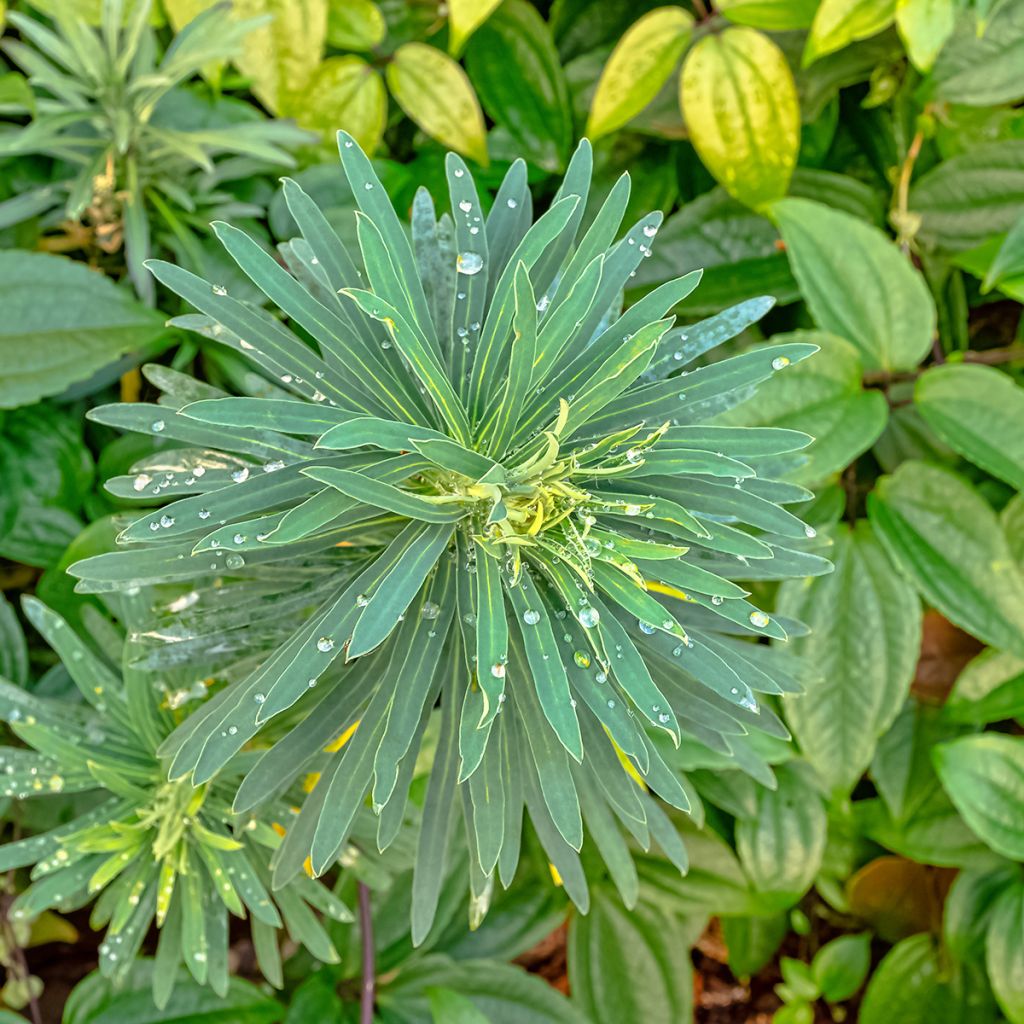 Euphorbia characias Black Pearl - Wolfsmelk