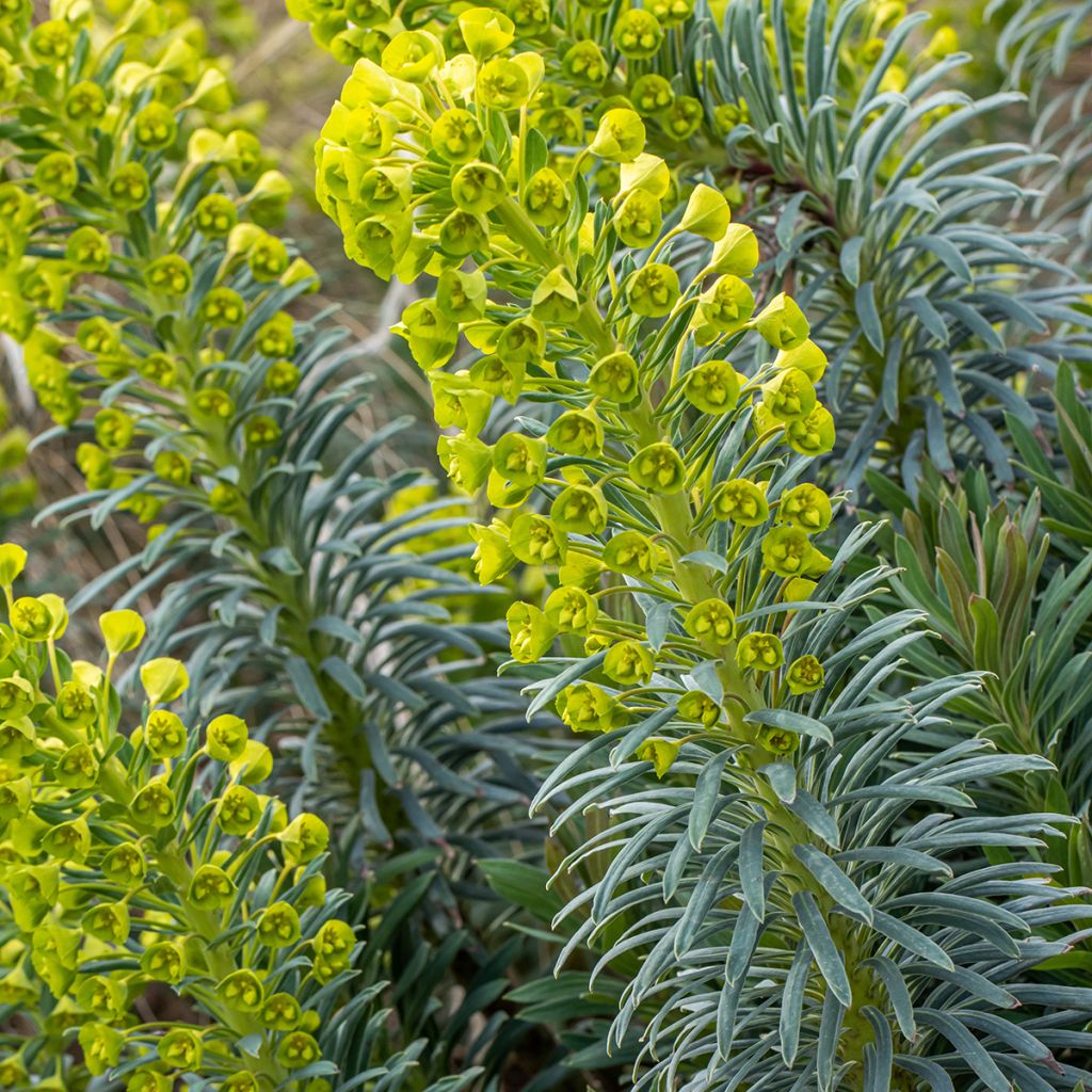 Euphorbia characias Humpty Dumpty - Wolfsmelk