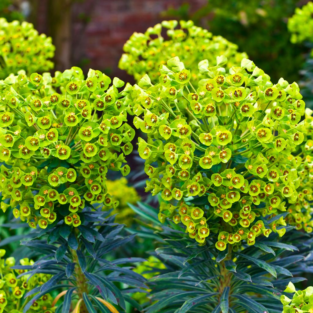 Euphorbia characias ssp. wulfenii - Wolfsmelk