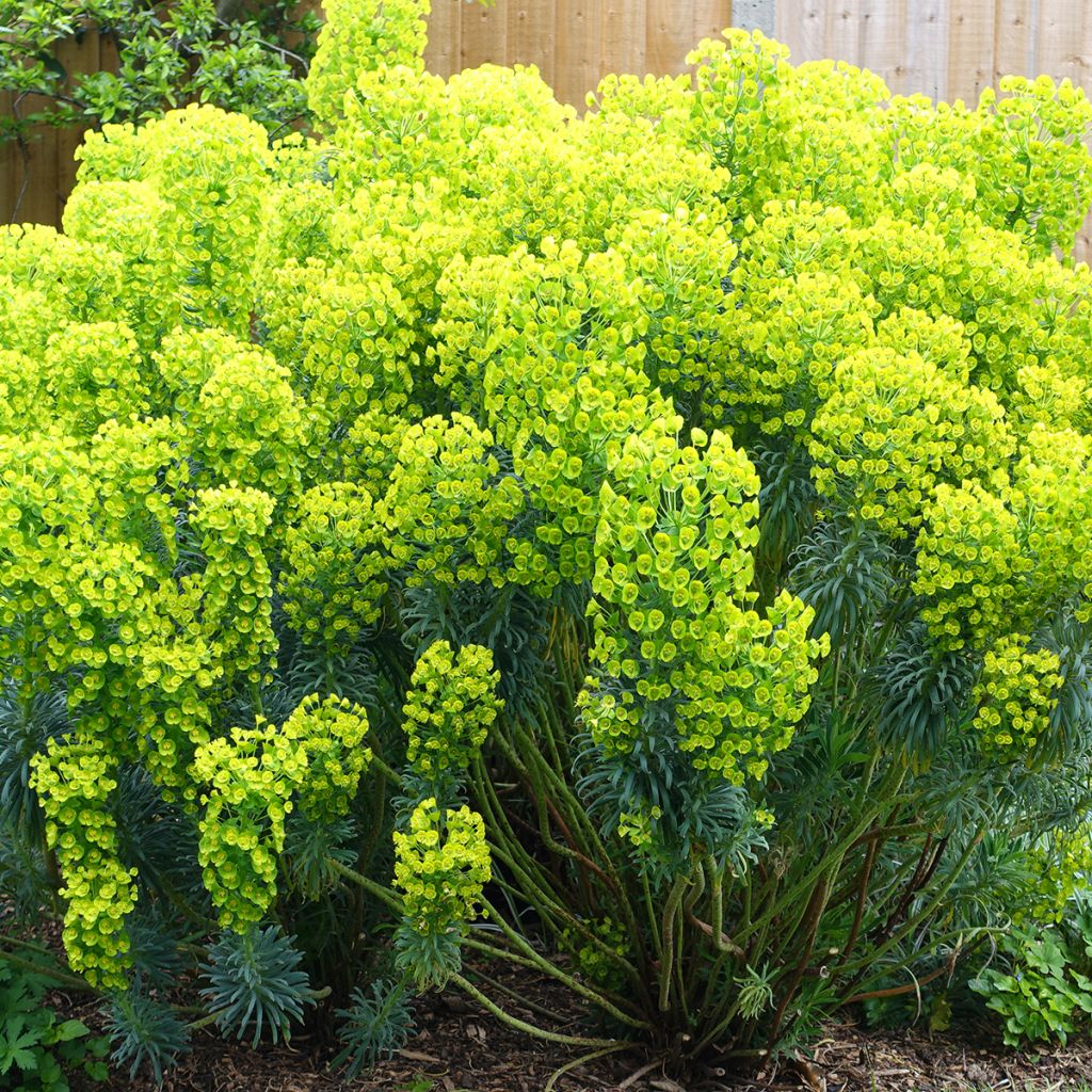 Euphorbia characias ssp. wulfenii - Wolfsmelk
