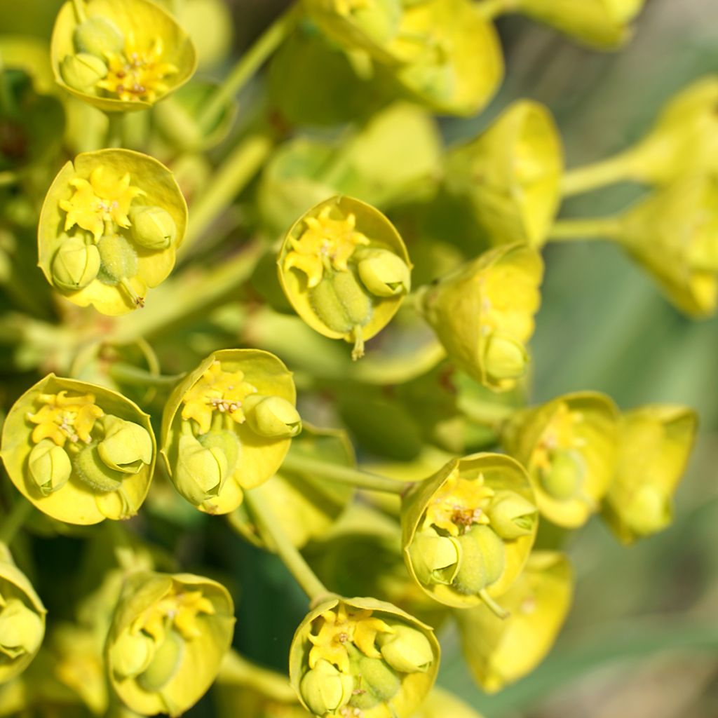 Euphorbia characias ssp. wulfenii - Wolfsmelk
