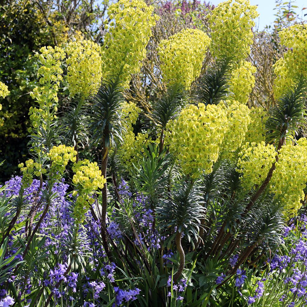 Euphorbia characias ssp. wulfenii - Wolfsmelk