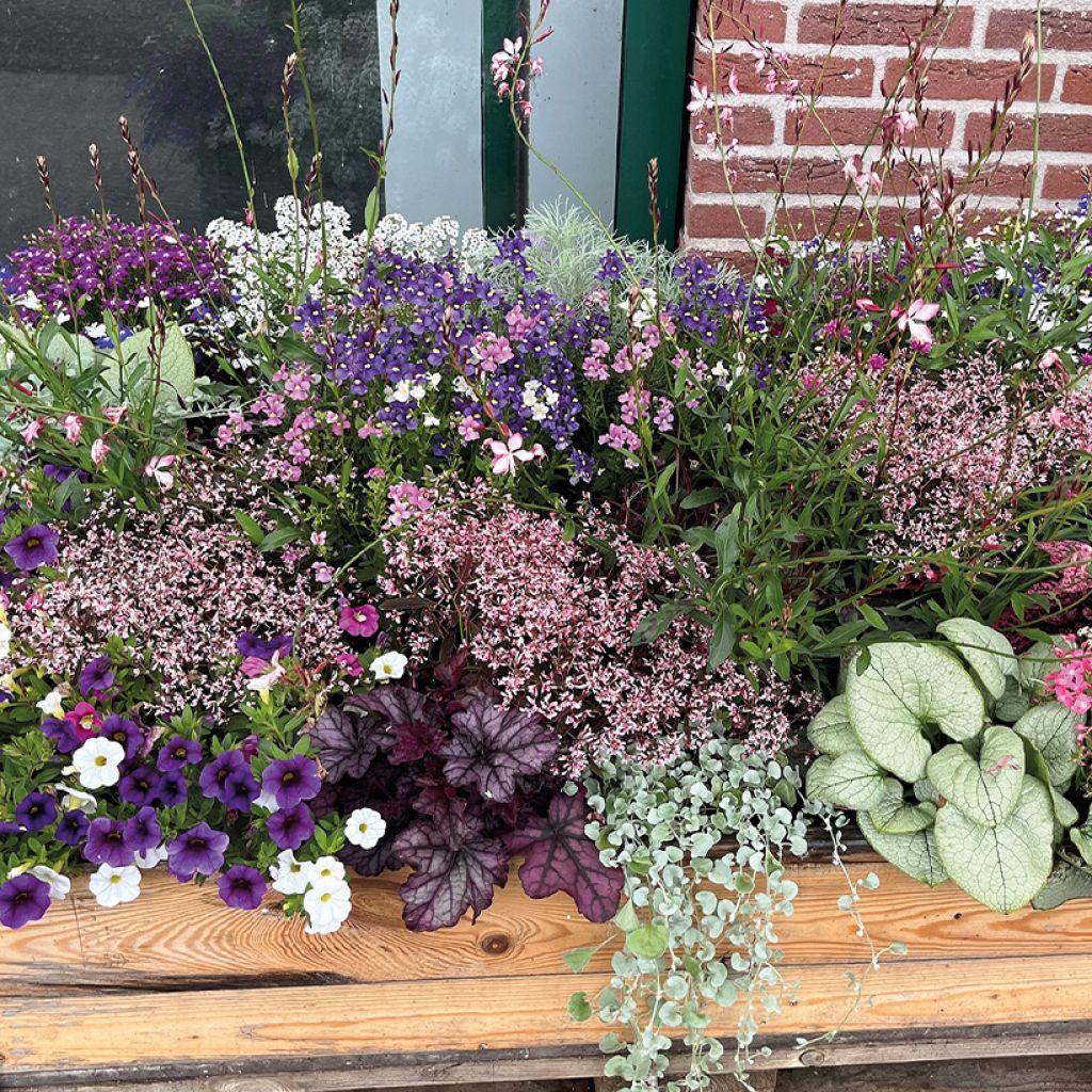 Euphorbia Shades in Pink - Wolfsmelk