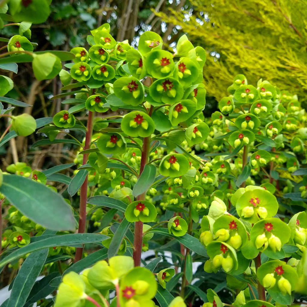 Euphorbia martinii - Wolfsmelk
