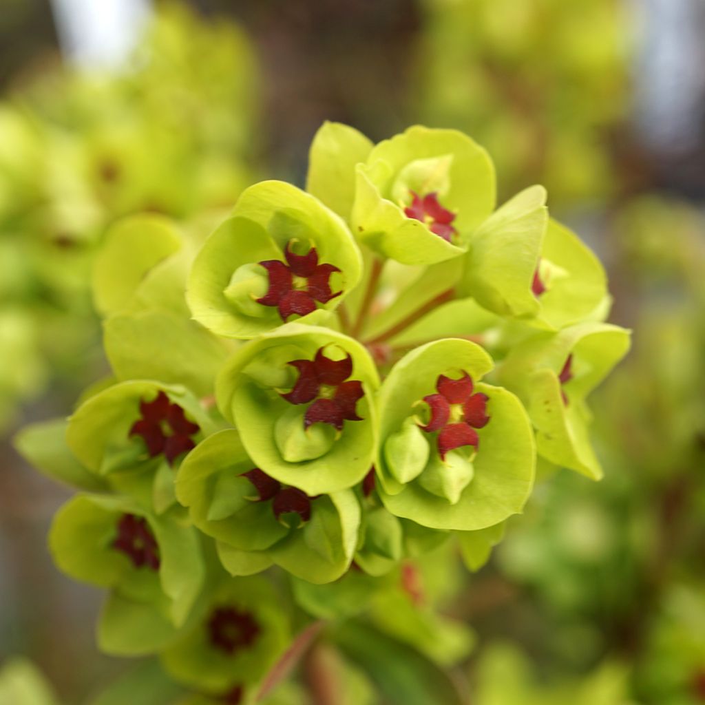 Euphorbia martinii - Wolfsmelk