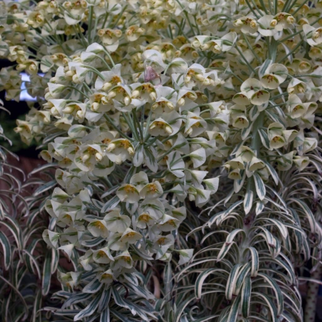 Euphorbia characias Tasmanian Tiger - Wolfsmelk