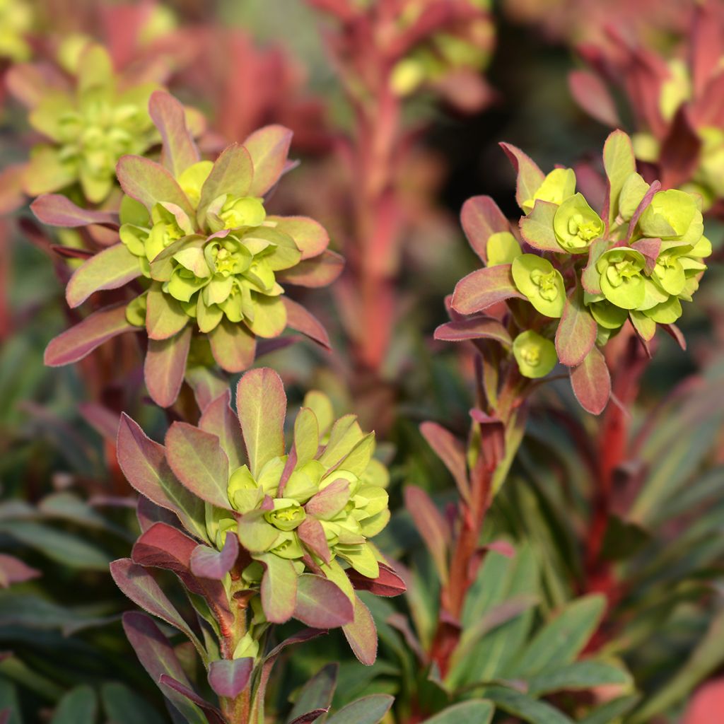 Euphorbia amygdaloides Purpurea - Amandelwolfsmelk