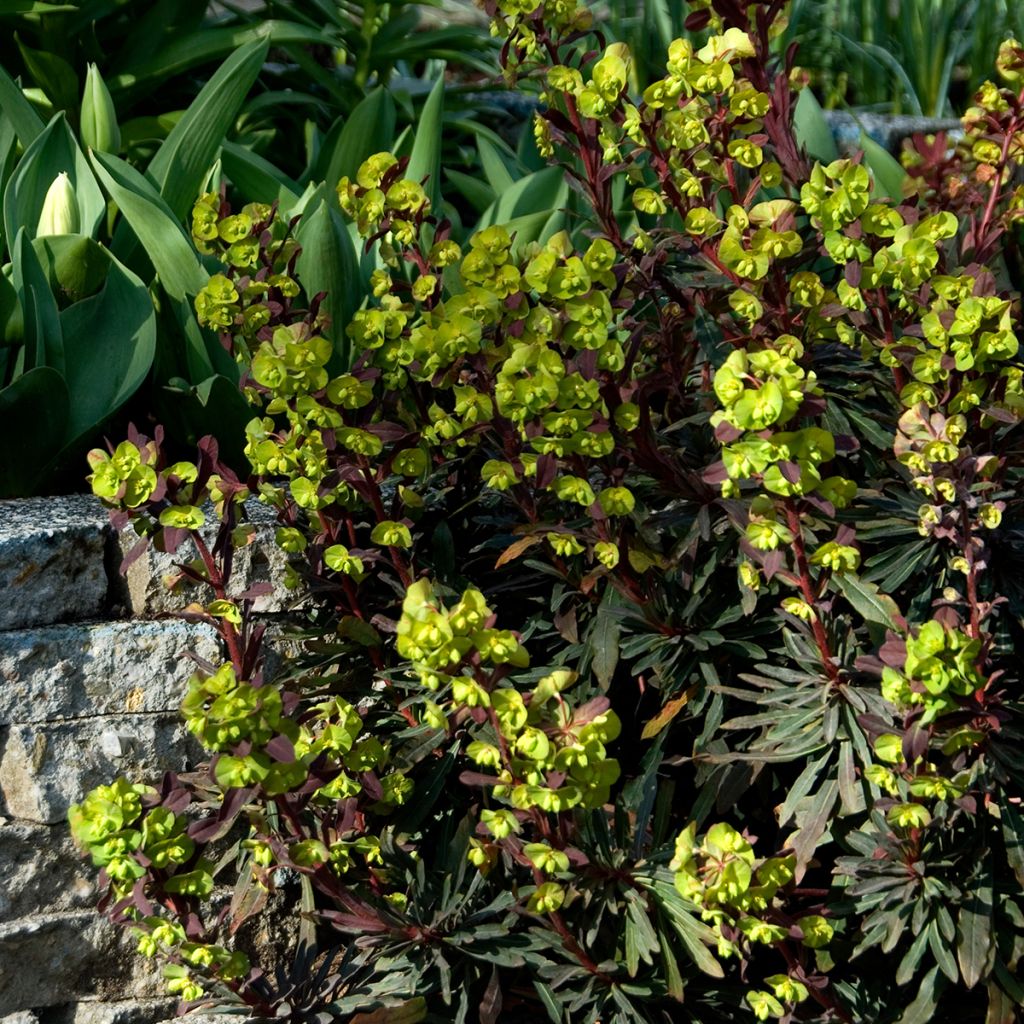 Euphorbia amygdaloides Purpurea - Amandelwolfsmelk