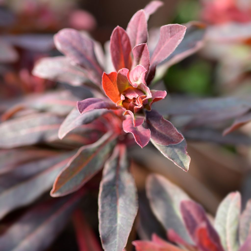 Euphorbia amygdaloides Purpurea - Amandelwolfsmelk