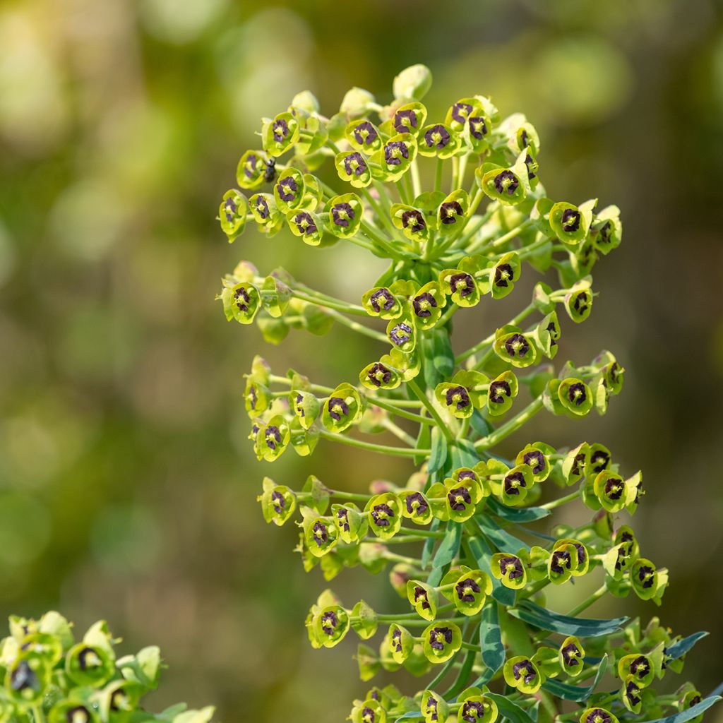 Euphorbia characias - Wolfsmelk