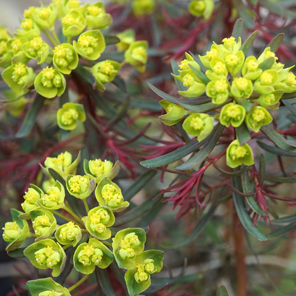 Euphorbia cyparissias Fens Ruby - Cipreswolfsmelk