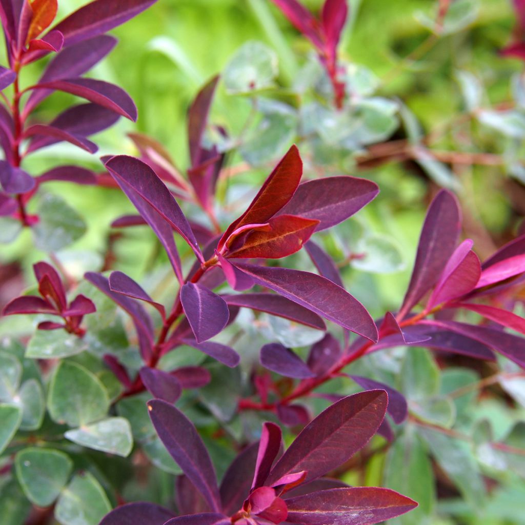 Euphorbia dulcis Chameleon - Wolfsmelk