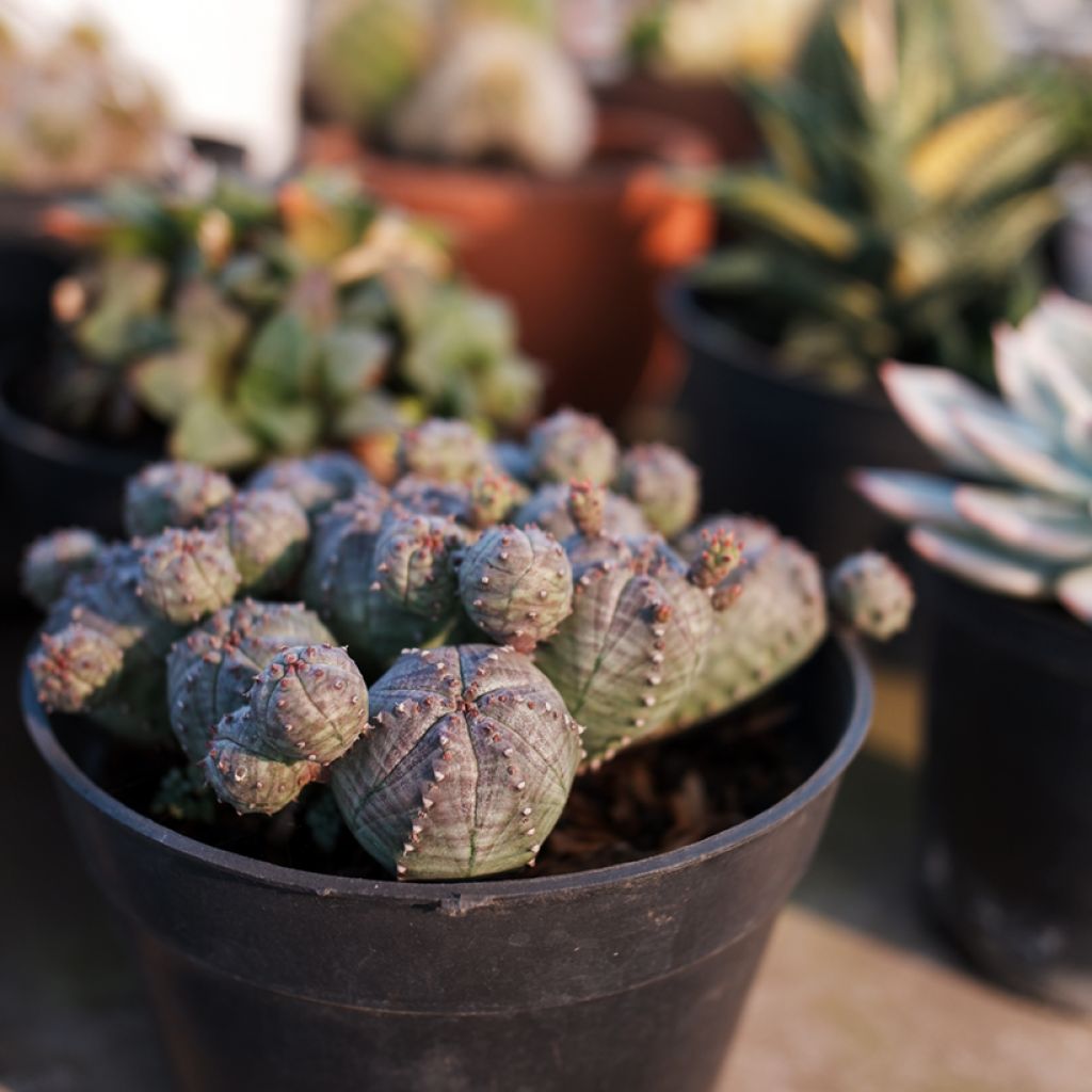 Euphorbia globosa - Wolfsmelk