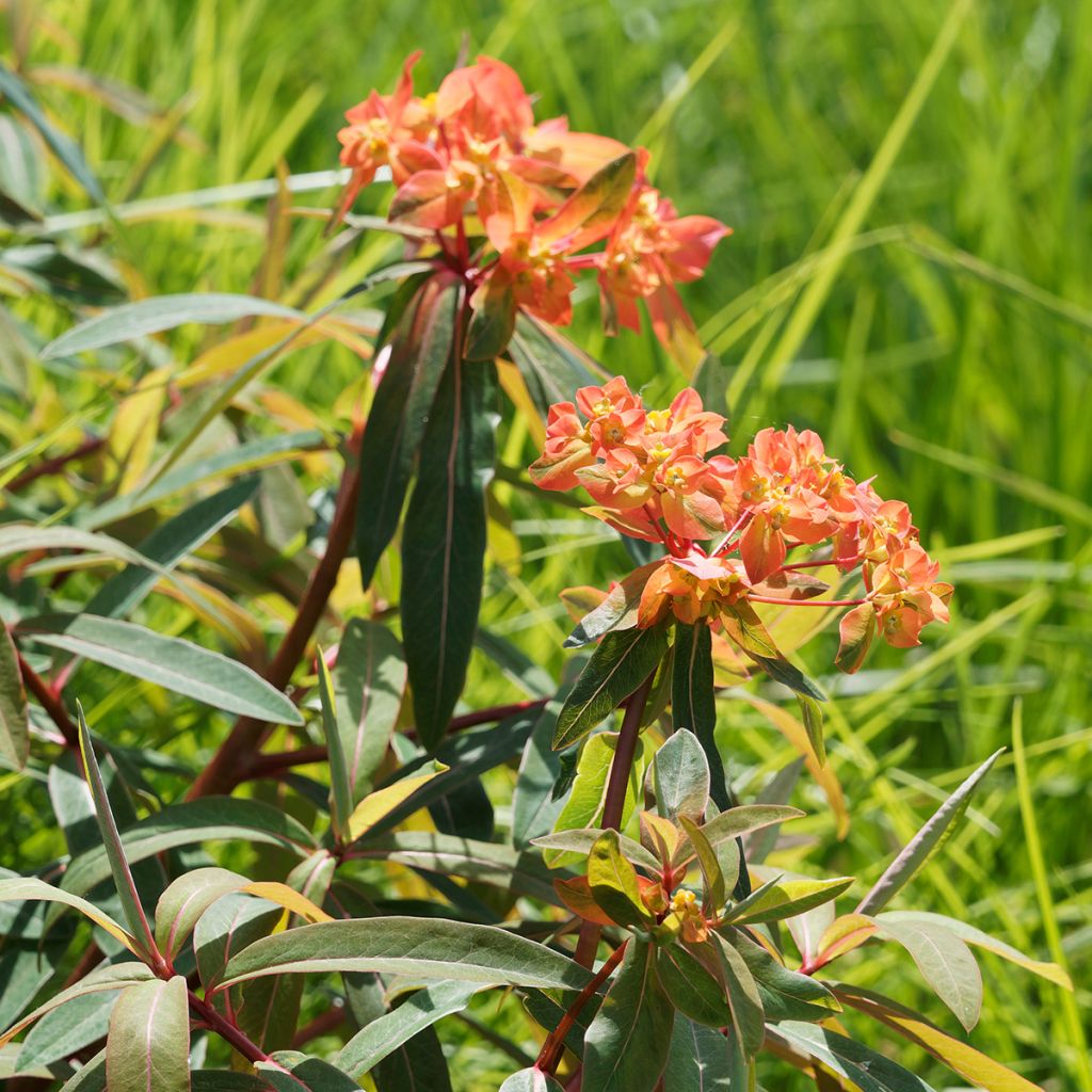 Euphorbia griffithii - Wolfsmelk