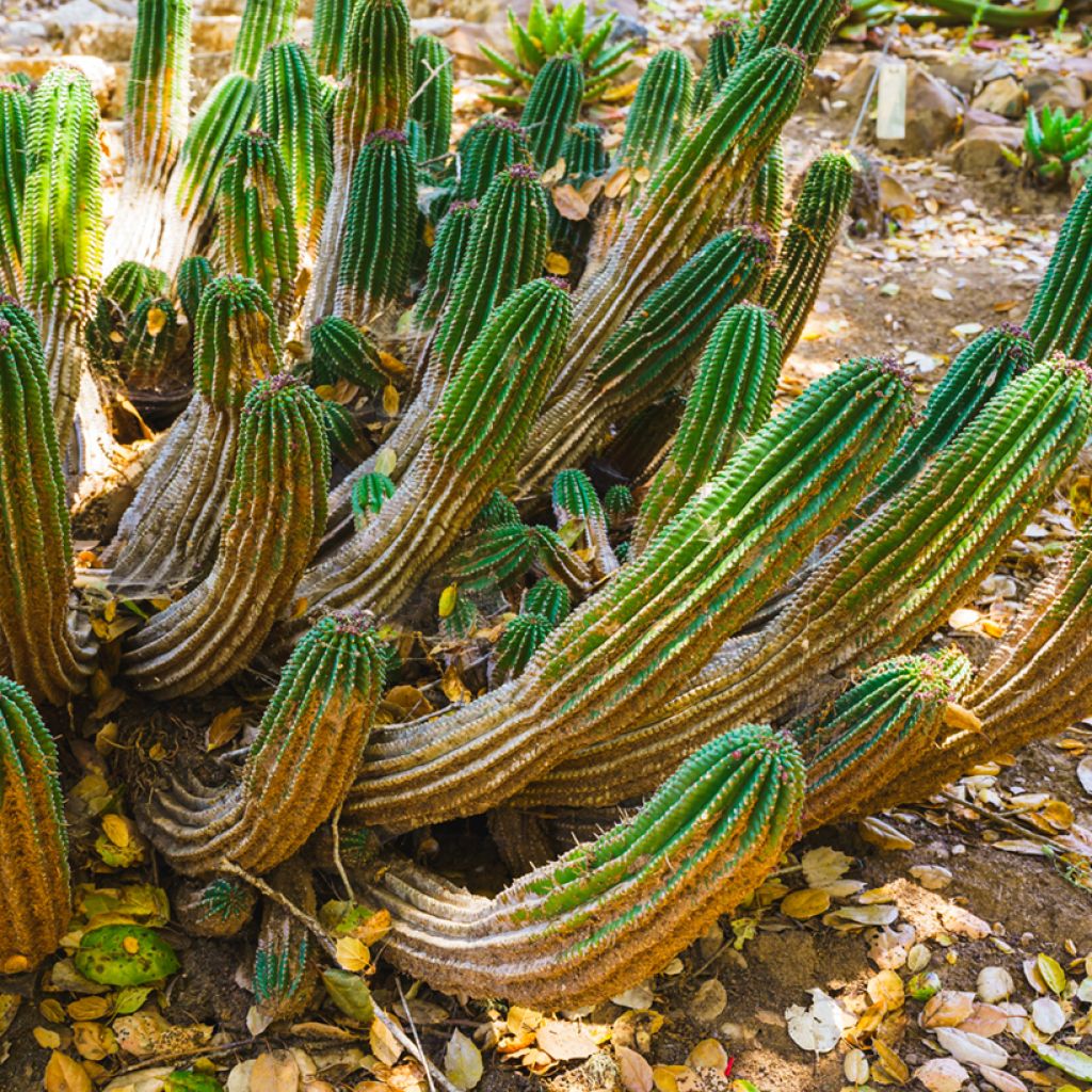 Euphorbia horrida - Afrikaanse melkvat