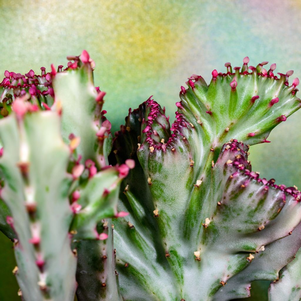 Euphorbia lactea Cristata - Kandelaarsplant