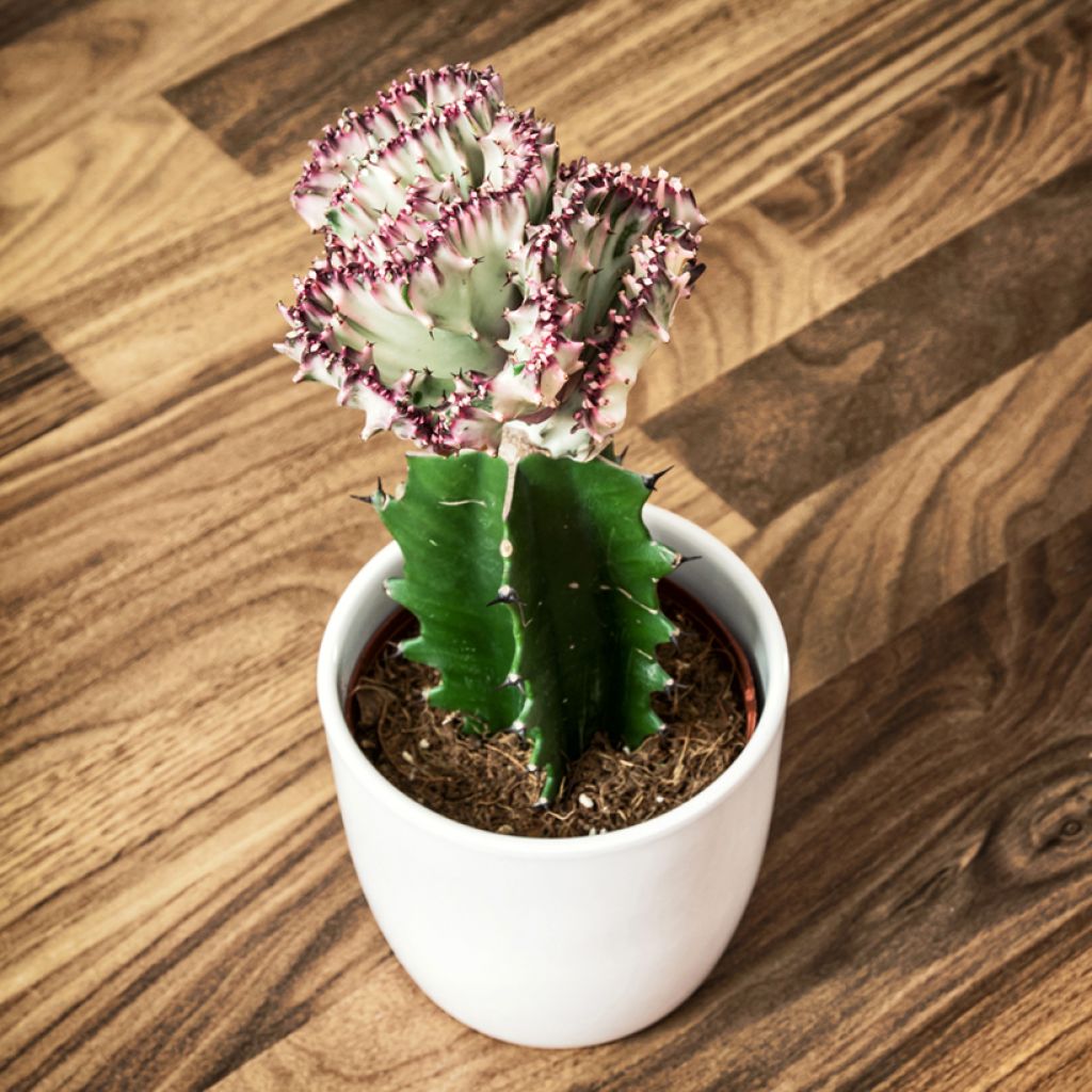 Euphorbia lactea Cristata - Kandelaarsplant