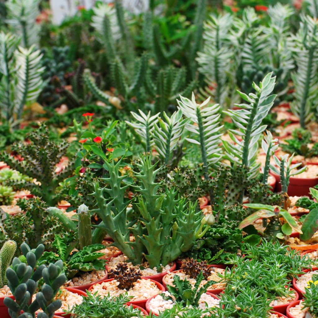 Euphorbia lactea - Kandelaarsplant