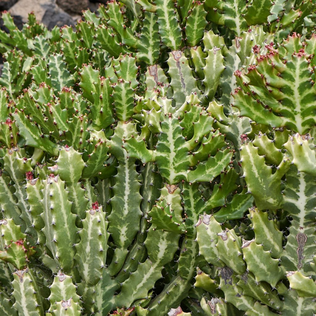 Euphorbia lactea - Kandelaarsplant