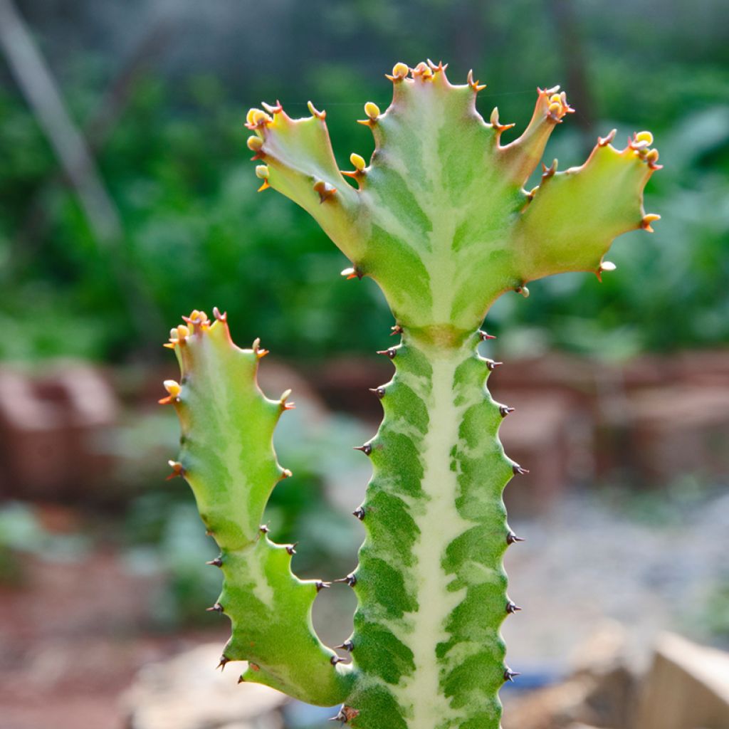 Euphorbia lactea - Kandelaarsplant