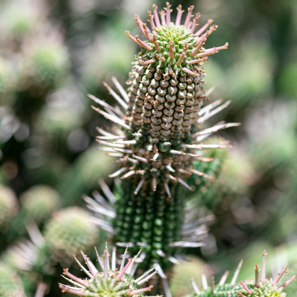 Euphorbia mammillaris - Melkdistelcactus