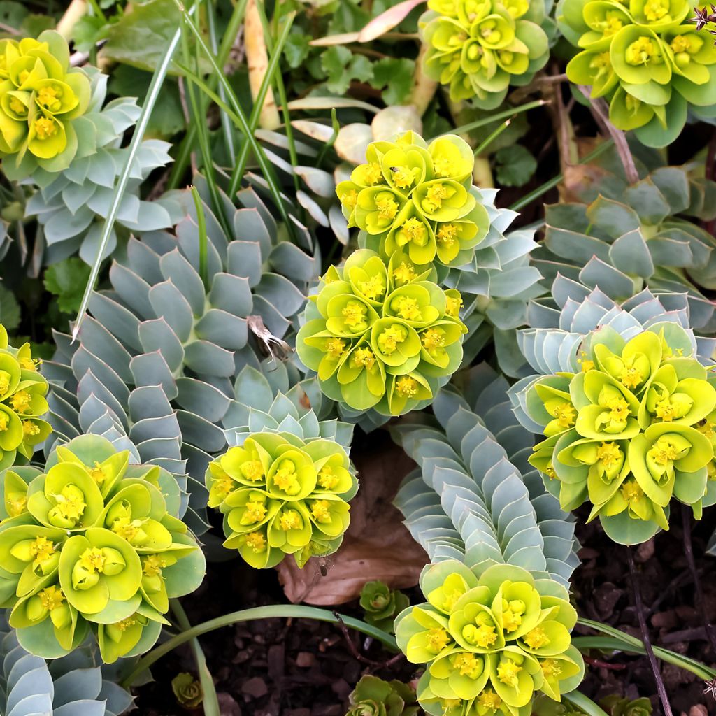 Euphorbia myrsinites - Wolfsmelk