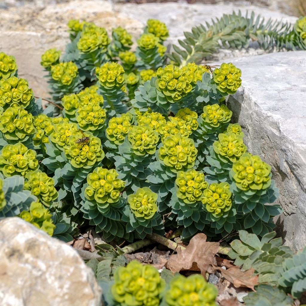 Euphorbia myrsinites - Wolfsmelk