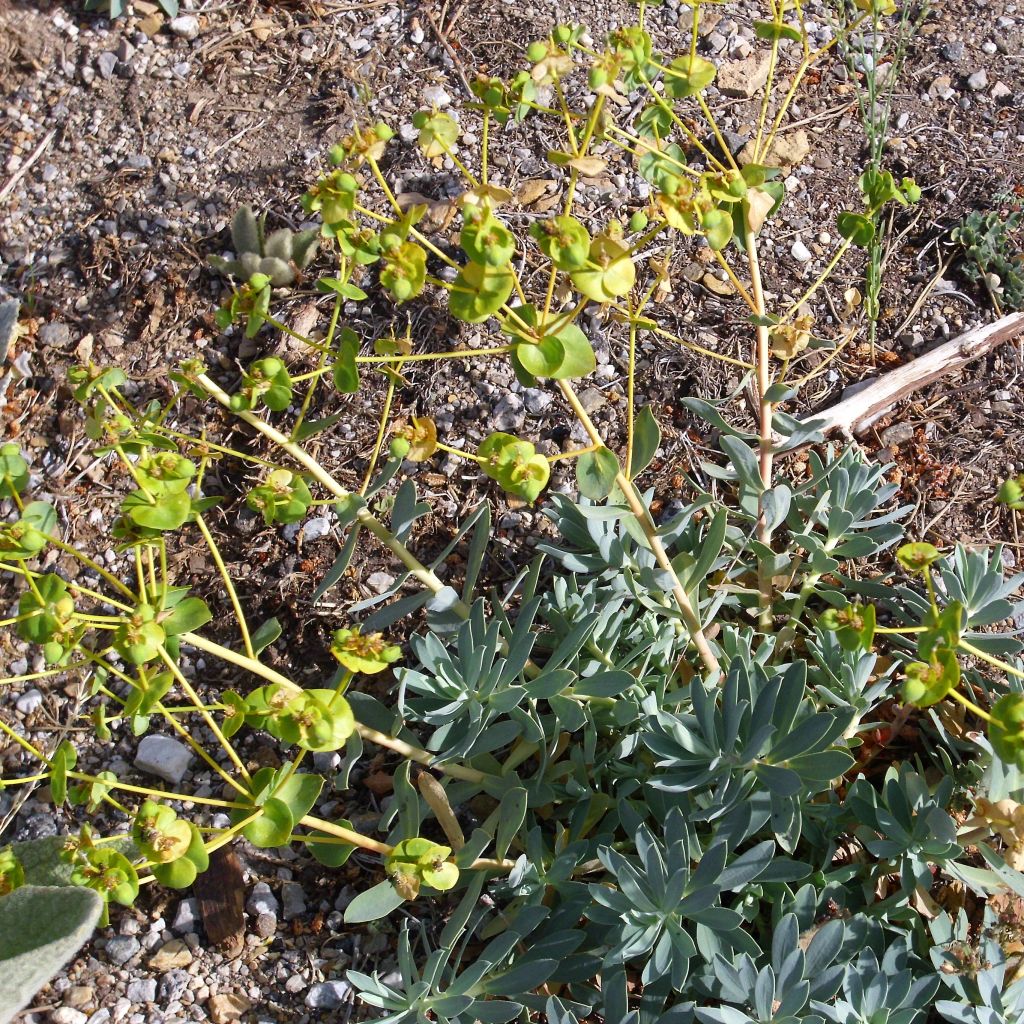 Euphorbia nicaeensis - Wolfsmelk