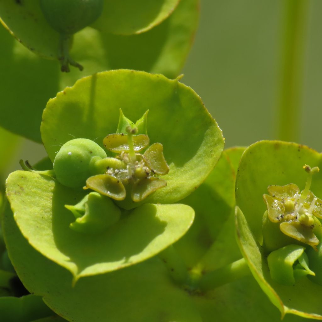 Euphorbia nicaeensis - Wolfsmelk