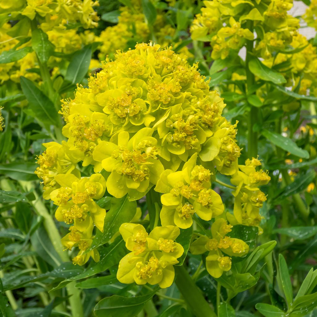Euphorbia palustris - Moeraswolfsmelk