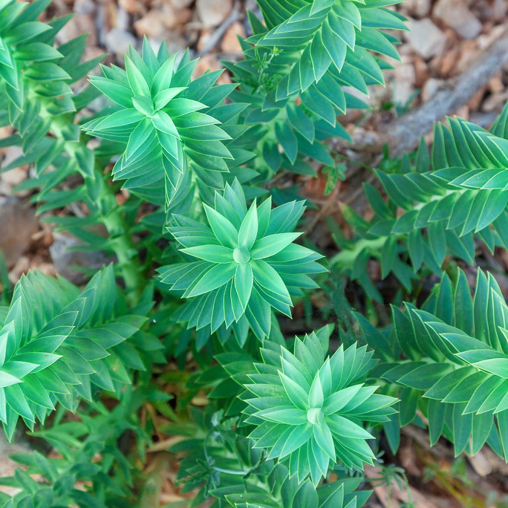 Euphorbia pithyusa - Wolfsmelk