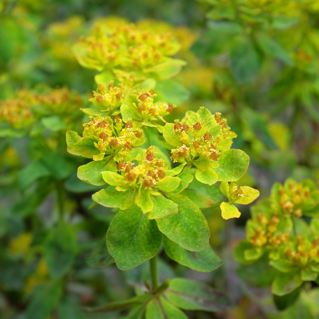 Euphorbia polychroma Bonfire - Kleurige wolfsmelk