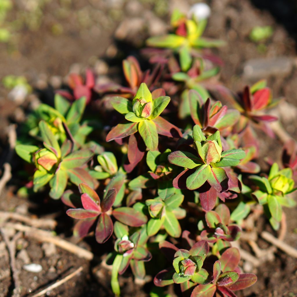 Euphorbia polychroma Purpurea - Kleurige wolfsmelk