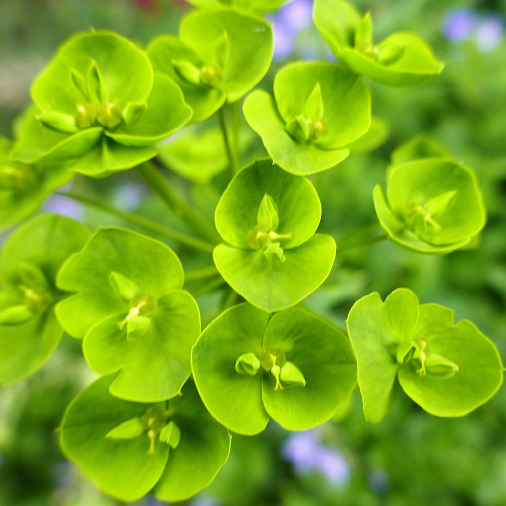 Euphorbia seguieriana niciciana - Wolfsmelk